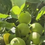 apples