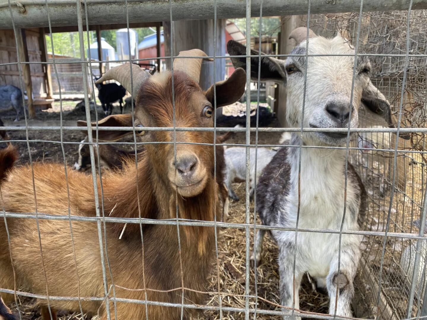 barnyard